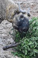 Takin (Budorcas taxicolor)