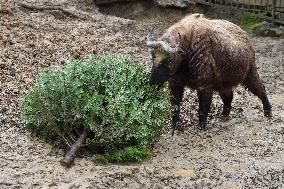 Takin (Budorcas taxicolor)