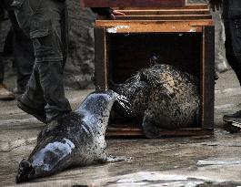 harbor seal, harbour, common (Phoca vitulina)