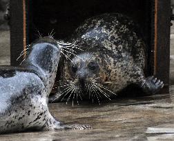 harbor seal, harbour, common (Phoca vitulina)