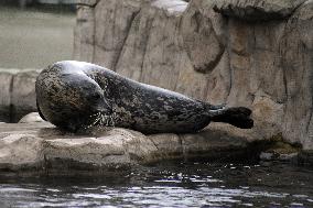 harbor seal, harbour, common (Phoca vitulina)