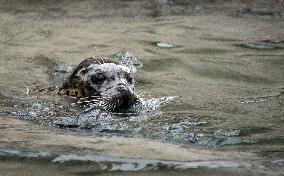 harbor seal, harbour, common (Phoca vitulina)