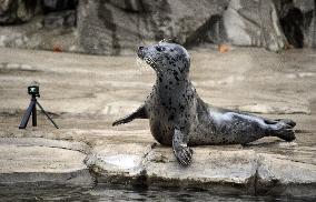 harbor seal, harbour, common (Phoca vitulina)