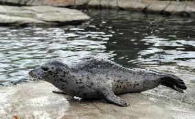 harbor seal, harbour, common (Phoca vitulina)