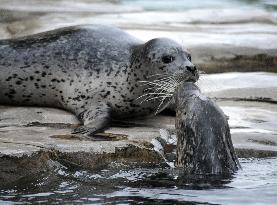 harbor seal, harbour, common (Phoca vitulina)