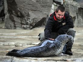 harbor seal, harbour, common (Phoca vitulina)