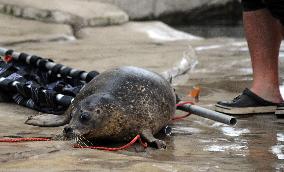 harbor seal, harbour, common (Phoca vitulina)