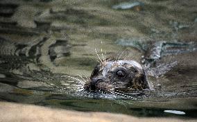 harbor seal, harbour, common (Phoca vitulina)