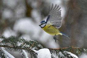 Eurasian blue tit (Cyanistes caeruleus), bird