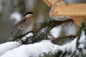 Coal tit (Periparus ater), bird