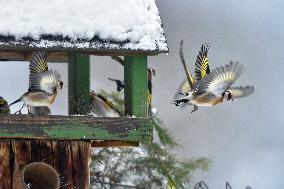 European goldfinch (Carduelis carduelis), bird, birds, feeder