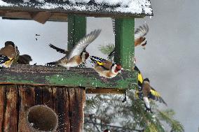 European goldfinch (Carduelis carduelis), bird, birds, feeder