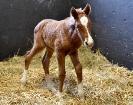 Napajedla Stud Farm, first foal of 2021, filly, horse, young