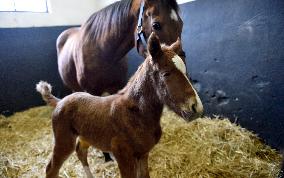 Napajedla Stud Farm, first foal of 2021, filly, horse, young