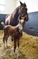 Napajedla Stud Farm, first foal of 2021, filly, horse, young