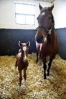 Napajedla Stud Farm, first foal of 2021, filly, horse, young
