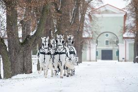 National Stud Kladruby nad Labem, Kladruber, Old Kladrub white horse, sledge