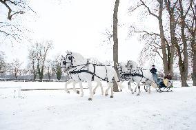 National Stud Kladruby nad Labem, Kladruber, Old Kladrub white horse, sledge