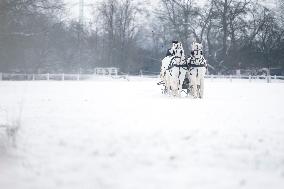 National Stud Kladruby nad Labem, Kladruber, Old Kladrub white horse, sledge