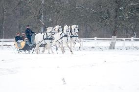 National Stud Kladruby nad Labem, Kladruber, Old Kladrub white horse, sledge