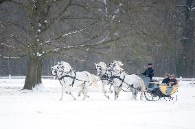 National Stud Kladruby nad Labem, Kladruber, Old Kladrub white horse, sledge