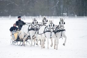 National Stud Kladruby nad Labem, Kladruber, Old Kladrub white horse, sledge