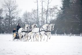 National Stud Kladruby nad Labem, Kladruber, Old Kladrub white horse, sledge