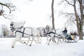 National Stud Kladruby nad Labem, Kladruber, Old Kladrub white horse, sledge