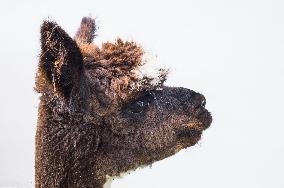 cropped Alpaca, Lama guanicoe pacos