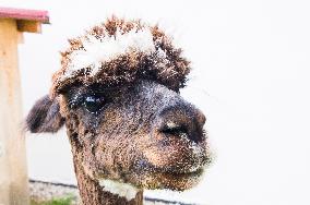 cropped Alpaca, Lama guanicoe pacos