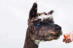 cropped Alpaca, Lama guanicoe pacos