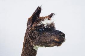 cropped Alpaca, Lama guanicoe pacos