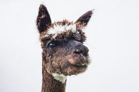 cropped Alpaca, Lama guanicoe pacos