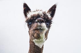 cropped Alpaca, Lama guanicoe pacos