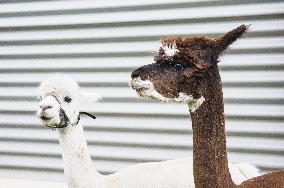 cropped Alpaca, Lama guanicoe pacos