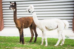 cropped Alpaca, Lama guanicoe pacos