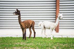 cropped Alpaca, Lama guanicoe pacos