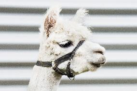 cropped Alpaca, Lama guanicoe pacos