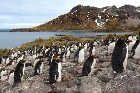 Macaroni penguin (Eudyptes chrysolophus) on the coast of South georgia Island.