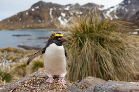 Macaroni penguin (Eudyptes chrysolophus) on the coast of South georgia Island.