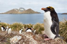 Macaroni penguin (Eudyptes chrysolophus) on the coast of South georgia Island.