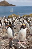 Macaroni penguin (Eudyptes chrysolophus) on the coast of South georgia Island.