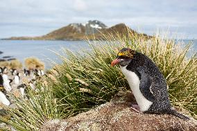 Macaroni penguin (Eudyptes chrysolophus) on the coast of South georgia Island.