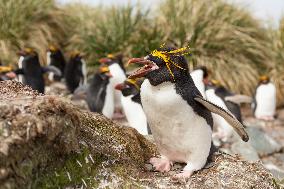 Macaroni penguin (Eudyptes chrysolophus) on the coast of South georgia Island.