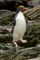 Macaroni penguin (Eudyptes chrysolophus) on the coast of South georgia Island.