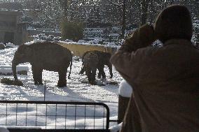 Asian Elephant, Elephas maximus, winter, snow