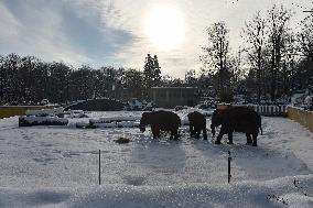 Asian Elephant, Elephas maximus, winter, snow