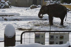 Asian Elephant, Elephas maximus, winter, snow