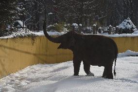 Asian Elephant, Elephas maximus, winter, snow