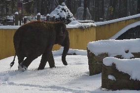 Asian Elephant, Elephas maximus, winter, snow